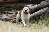 BOULEDOGUE AMERICAIN 095